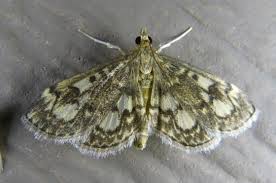 Attēlu rezultāti vaicājumam “Anania coronata”