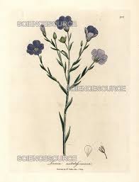 Image result for Linum usitatissimum