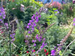 Image result for Linaria purpurea