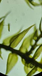 Attēlu rezultāti vaicājumam “Hygroamblystegium tenax”