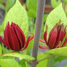 Attēlu rezultāti vaicājumam “Calycanthus floridus”