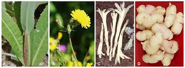 Attēlu rezultāti vaicājumam “Sonchus arvensis subsp. uliginosus fruit”