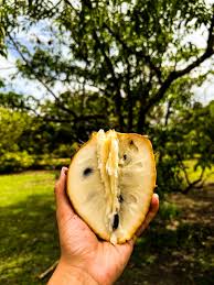 Attēlu rezultāti vaicājumam “Briza media fruit”