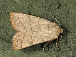 Attēlu rezultāti vaicājumam “Charanyca trigrammica”