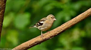 Attēlu rezultāti vaicājumam “Fringilla coelebs female”