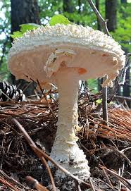 Attēlu rezultāti vaicājumam “Amanita strobiliformis”