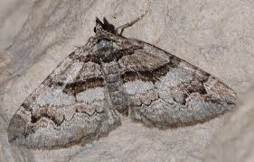 Attēlu rezultāti vaicājumam “Pareulype berberata”