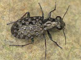 Attēlu rezultāti vaicājumam “Elaphrus cupreus”