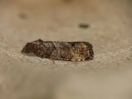 Attēlu rezultāti vaicājumam “Spilonota ocellana”