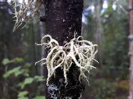 Attēlu rezultāti vaicājumam “Evernia mesomorpha”