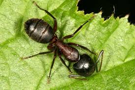 Attēlu rezultāti vaicājumam “Camponotus herculeanus”