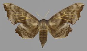 Attēlu rezultāti vaicājumam “Laothoe amurensis”