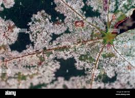 Attēlu rezultāti vaicājumam “Sawadaea tulasnei”