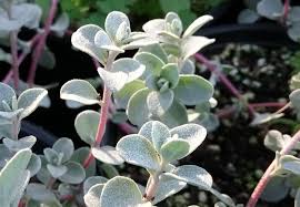 Attēlu rezultāti vaicājumam “Atriplex littoralis leaf”