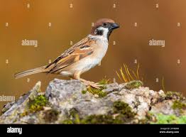 Image result for Passer montanus