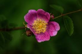 Attēlu rezultāti vaicājumam “Rosaceae”