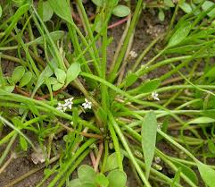 Attēlu rezultāti vaicājumam “Limosella aquatica”