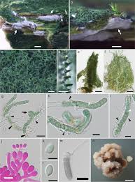 Attēlu rezultāti vaicājumam “Athelia pyriformis”
