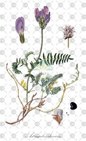 Attēlu rezultāti vaicājumam “Astragalus danicus leaf”