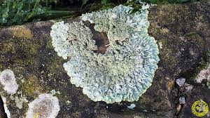 Attēlu rezultāti vaicājumam “Punctelia subrudecta”