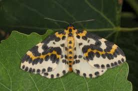 Attēlu rezultāti vaicājumam “Abraxas grossulariata”