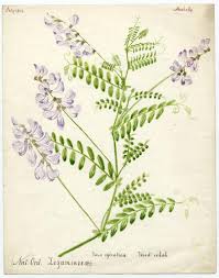 Attēlu rezultāti vaicājumam “Vicia sylvatica”