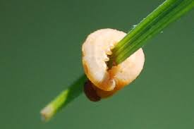 Attēlu rezultāti vaicājumam “Carterocephalus silvicolus male”