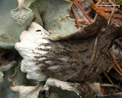 Attēlu rezultāti vaicājumam “Peltigera aphthosa”