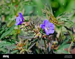 Image result for Geranium `Purple Haze`