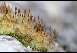 Attēlu rezultāti vaicājumam “Tortula muralis sporophyte”