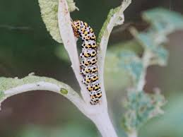 Attēlu rezultāti vaicājumam “Cucullia verbasci larva”