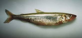 Image result for Osmerus eperlanus