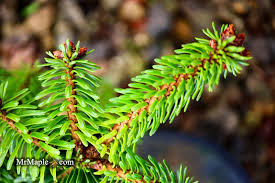 Attēlu rezultāti vaicājumam “Abies alba”