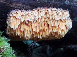 Attēlu rezultāti vaicājumam “Pycnoporellus alboluteus”