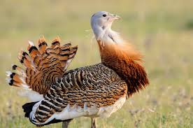 Image result for Otis tarda