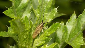 Attēlu rezultāti vaicājumam “Agapanthia villosoviridescens”