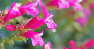 Attēlu rezultāti vaicājumam “Plantaginaceae”