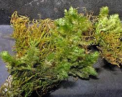 Attēlu rezultāti vaicājumam “Neckera pennata”