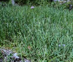 Attēlu rezultāti vaicājumam “Swertia perennis leaf”