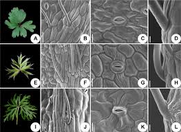 Attēlu rezultāti vaicājumam “Pulsatilla patens leaf”