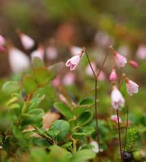 Attēlu rezultāti vaicājumam “Linnaea borealis flower”