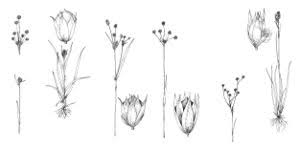 Attēlu rezultāti vaicājumam “Luzula multiflora”
