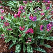 Attēlu rezultāti vaicājumam “Pulmonaria saccharata”