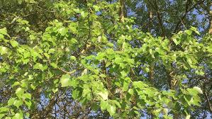 Attēlu rezultāti vaicājumam “Populus x canescens”