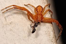 Attēlu rezultāti vaicājumam “Xysticus bifasciatus female”