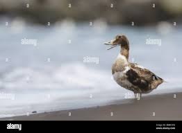 Attēlu rezultāti vaicājumam “Somateria mollissima juvenile”