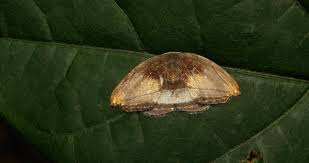 Attēlu rezultāti vaicājumam “Drepanidae”