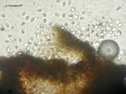 Attēlu rezultāti vaicājumam “Vouauxiomyces santessonii”