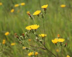 Attēlu rezultāti vaicājumam “Picris hieracioides”