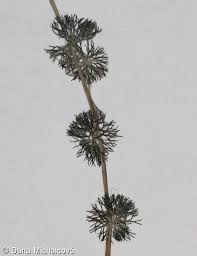 Attēlu rezultāti vaicājumam “Batrachium circinatum”